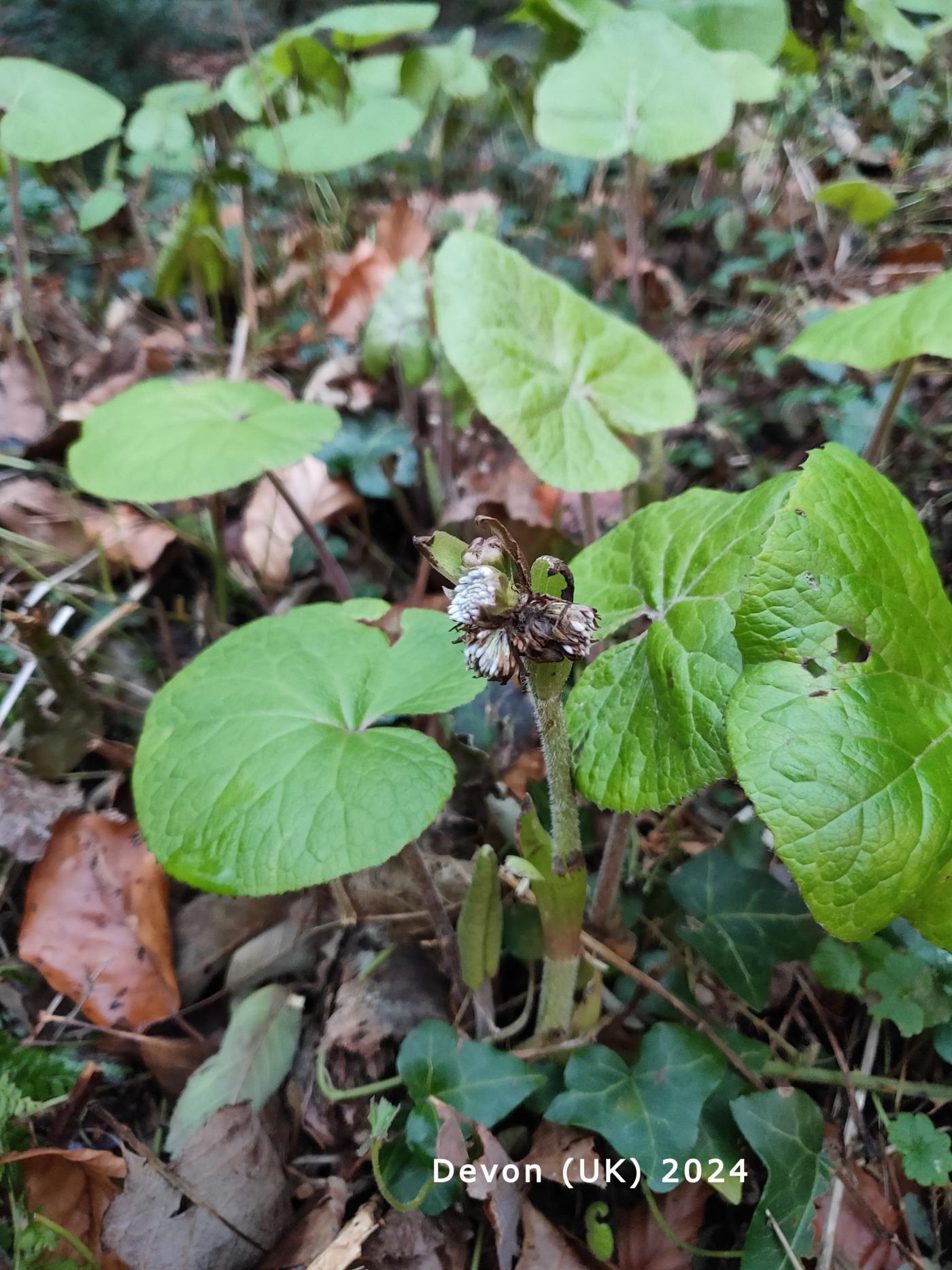 Heliotrope, Winter plant